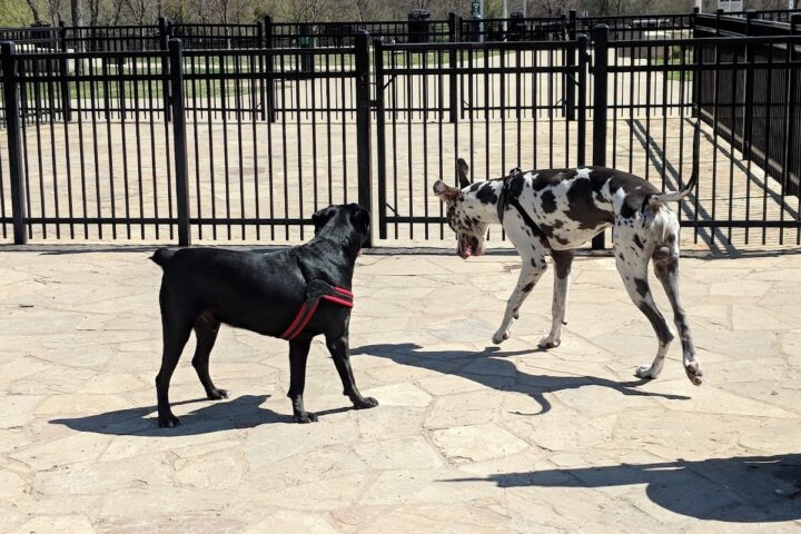NorthBark Dog Park
