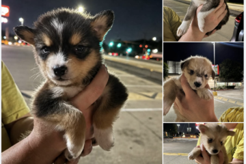 These Babies Need Help