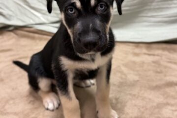 Meet Chase, TDR Dog of the Week