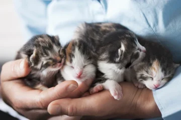 Found Kittens Outside? The Kindest First Move May Be to Wait