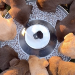 ASMR – Feeding Puppies Dinner
