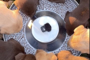 ASMR – Feeding Puppies Dinner
