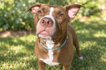 Meet Ruth and Honor Her Through Adoption