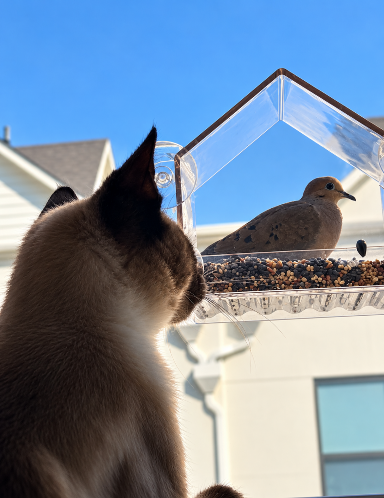 Nimbus & his prey