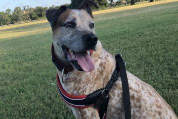 A Year Without Dingo, and a Love That Still Feels Close