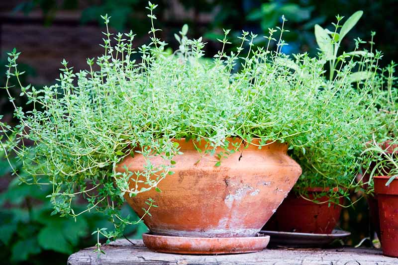 Thyme growing abundantly in a weathered terra-cotta pot