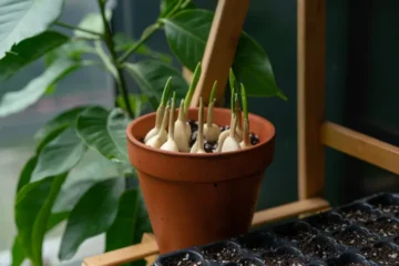 Plant Garlic Now, Even on a Dallas Balcony