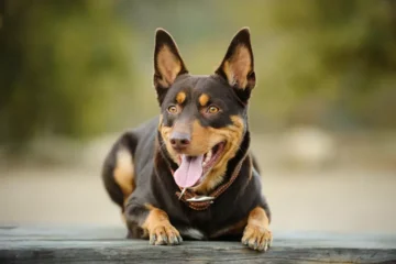 Tilly Spots Her Dog Walker, and Pure Joy Takes Over