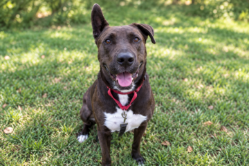 Meet Rodger: One Remarkable Ear, One Very Good Dog