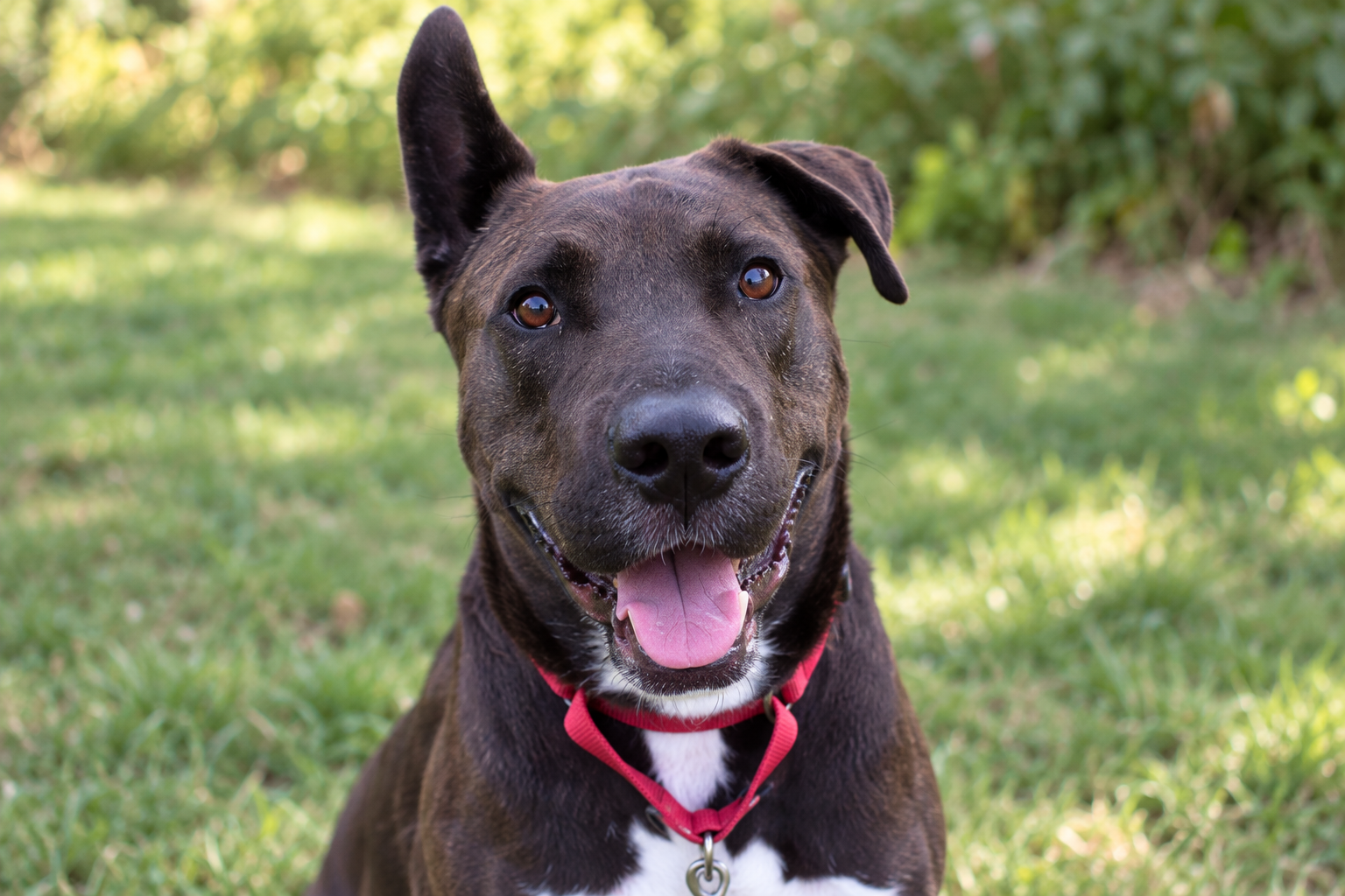 Rodger with his distinctive upright ear and red collar